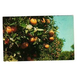 Vintage Postcard Oranges Blossoms Fruit Tree Food Farm California Orchard